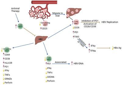 Innate-like T lymphocytes in chronic liver disease